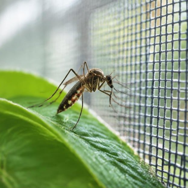 Illustrative editorial image: Close-up mosquito resting on leaf beside window screen