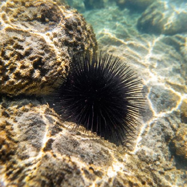 Illustrative editorial image: Sea urchin nestled in shallow Mediterranean rocks underwater